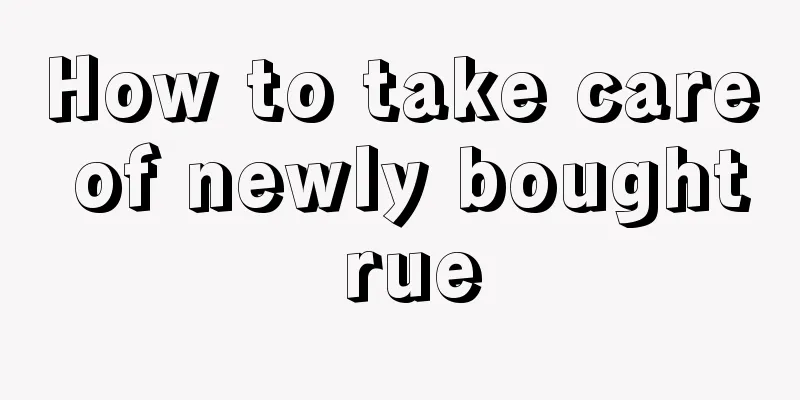 How to take care of newly bought rue