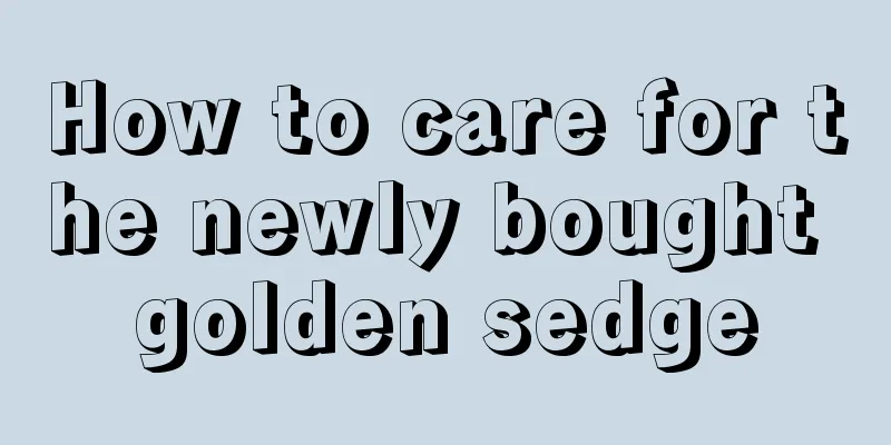 How to care for the newly bought golden sedge