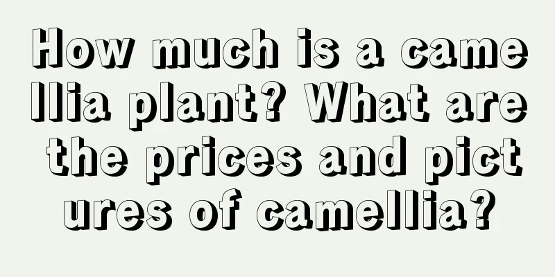 How much is a camellia plant? What are the prices and pictures of camellia?