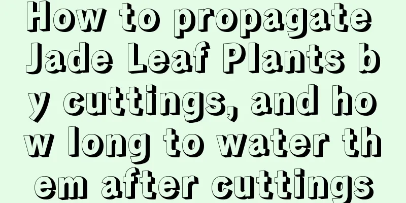 How to propagate Jade Leaf Plants by cuttings, and how long to water them after cuttings