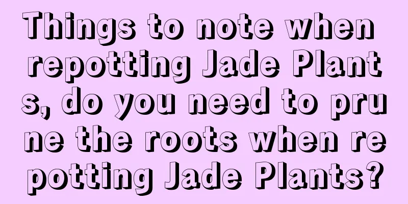 Things to note when repotting Jade Plants, do you need to prune the roots when repotting Jade Plants?