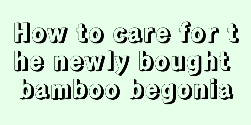 How to care for the newly bought bamboo begonia