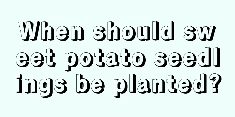 When should sweet potato seedlings be planted?