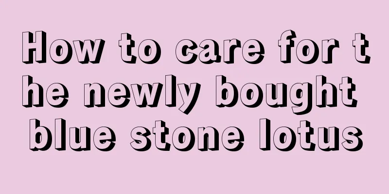 How to care for the newly bought blue stone lotus