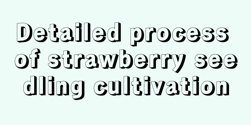 Detailed process of strawberry seedling cultivation