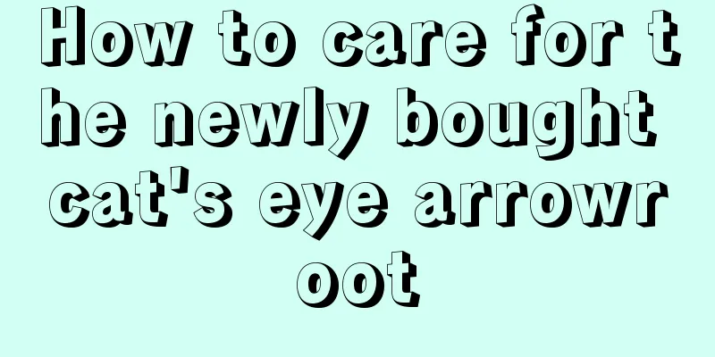 How to care for the newly bought cat's eye arrowroot