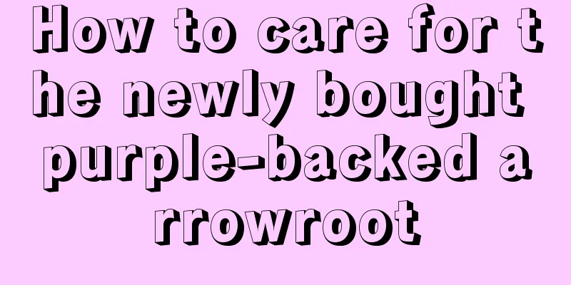 How to care for the newly bought purple-backed arrowroot