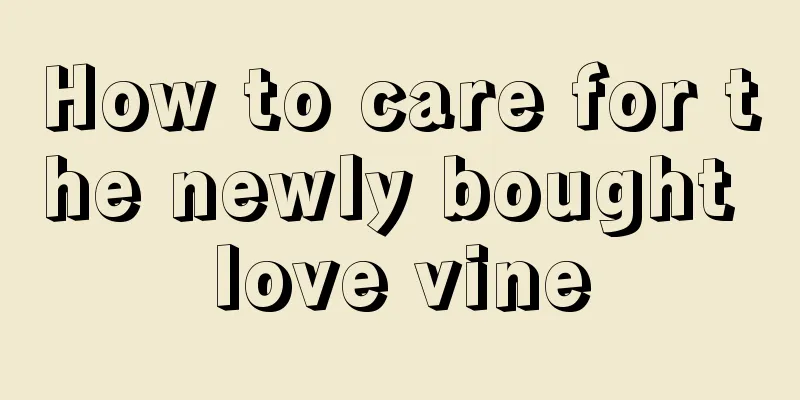 How to care for the newly bought love vine