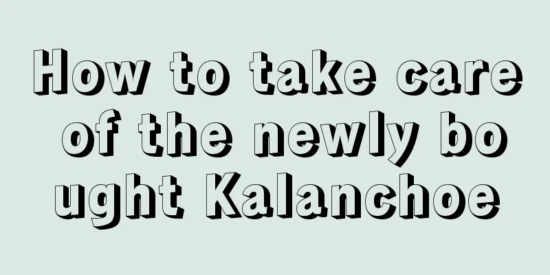 How to take care of the newly bought Kalanchoe