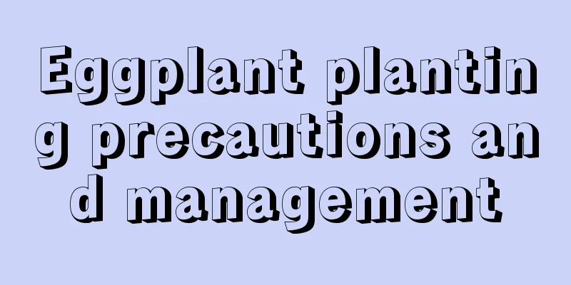 Eggplant planting precautions and management