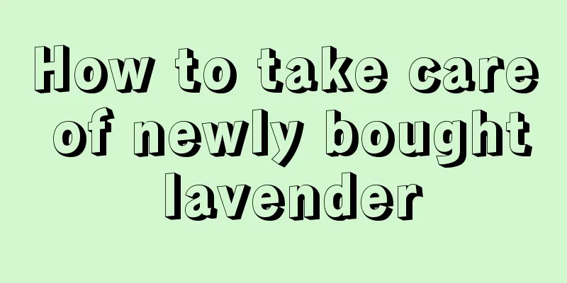 How to take care of newly bought lavender