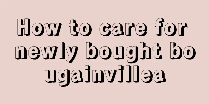 How to care for newly bought bougainvillea