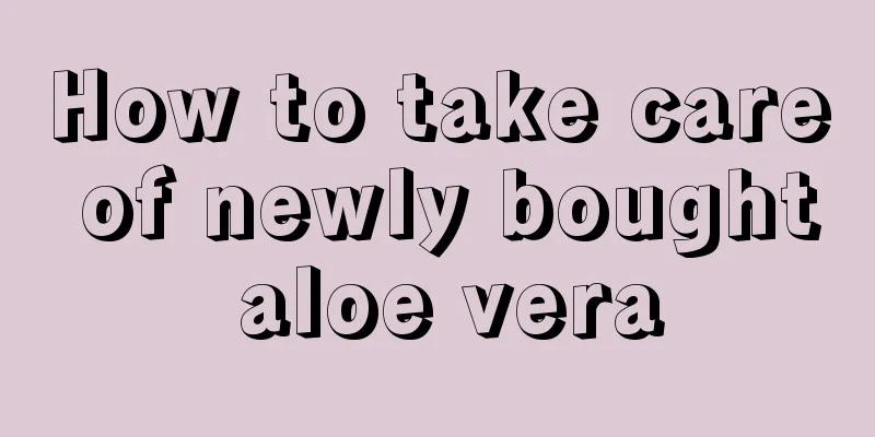 How to take care of newly bought aloe vera