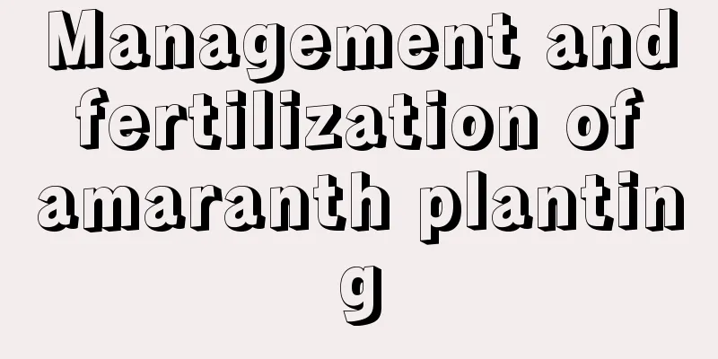 Management and fertilization of amaranth planting