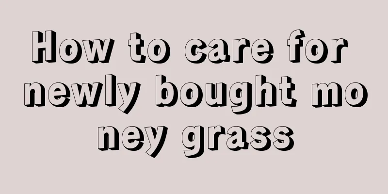 How to care for newly bought money grass