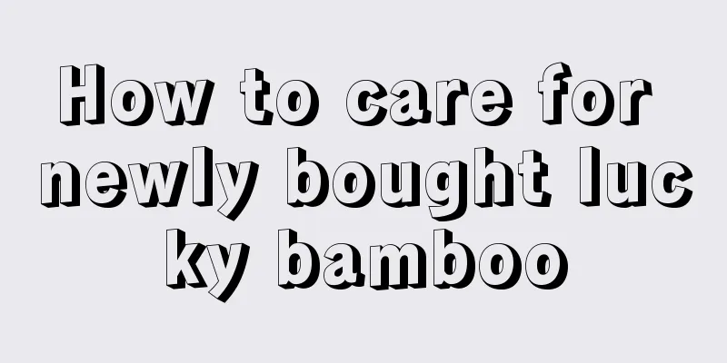 How to care for newly bought lucky bamboo