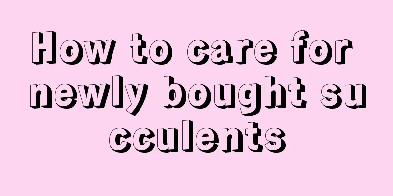 How to care for newly bought succulents