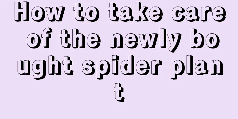 How to take care of the newly bought spider plant