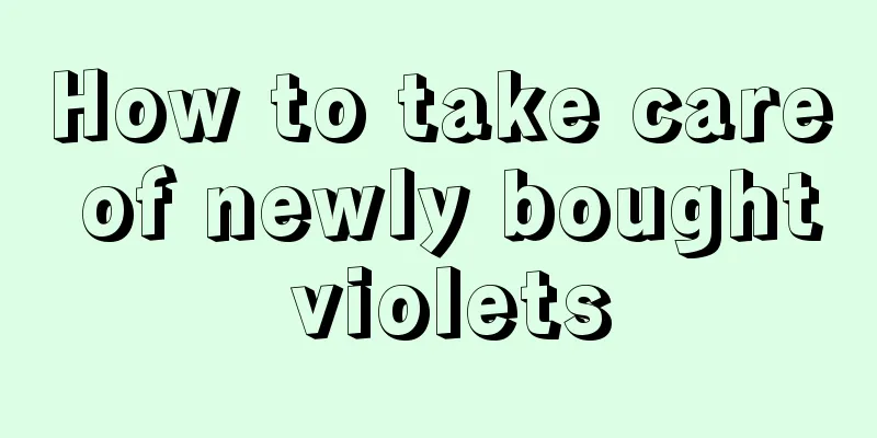 How to take care of newly bought violets