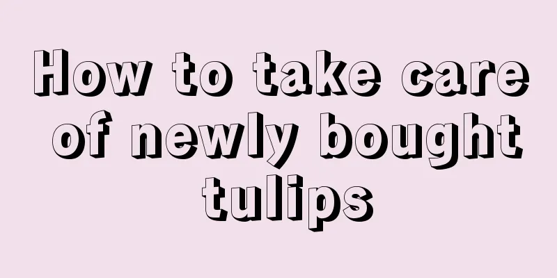 How to take care of newly bought tulips