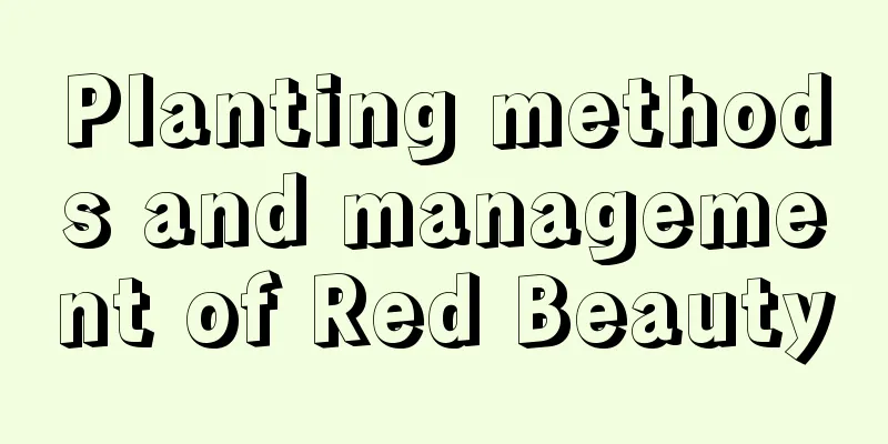 Planting methods and management of Red Beauty