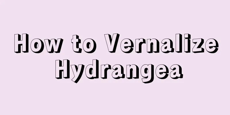 How to Vernalize Hydrangea