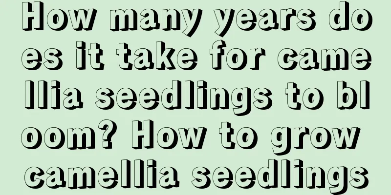 How many years does it take for camellia seedlings to bloom? How to grow camellia seedlings