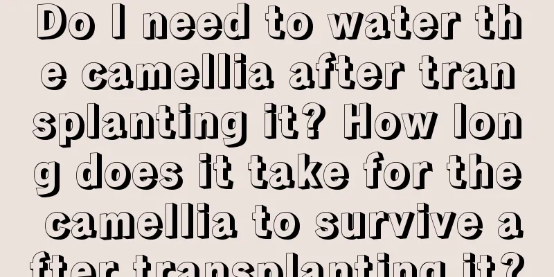 Do I need to water the camellia after transplanting it? How long does it take for the camellia to survive after transplanting it?
