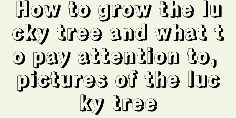 How to grow the lucky tree and what to pay attention to, pictures of the lucky tree