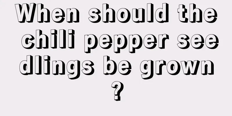 When should the chili pepper seedlings be grown?