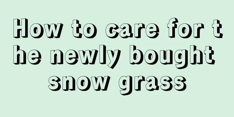 How to care for the newly bought snow grass