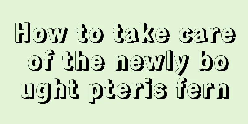 How to take care of the newly bought pteris fern