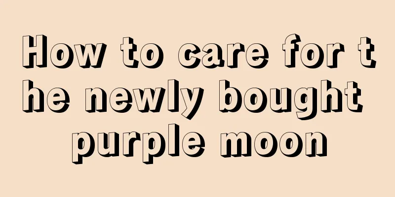 How to care for the newly bought purple moon