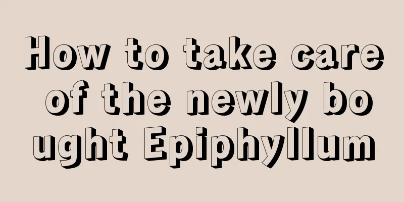 How to take care of the newly bought Epiphyllum