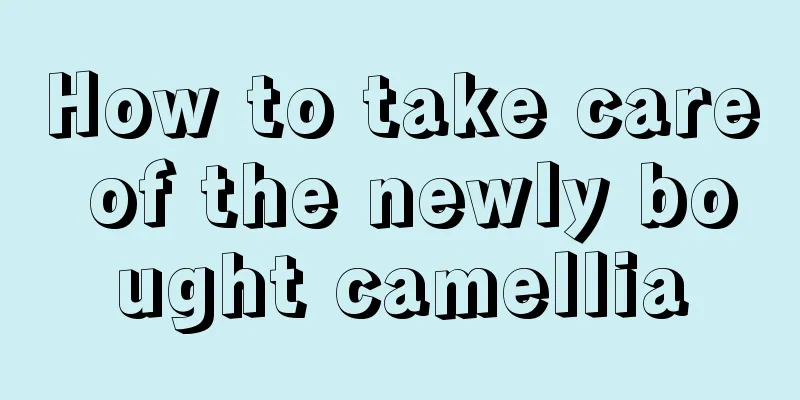 How to take care of the newly bought camellia