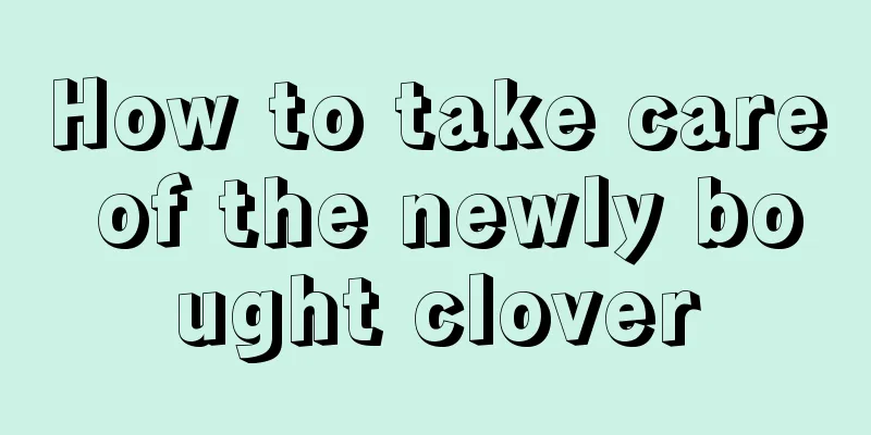 How to take care of the newly bought clover