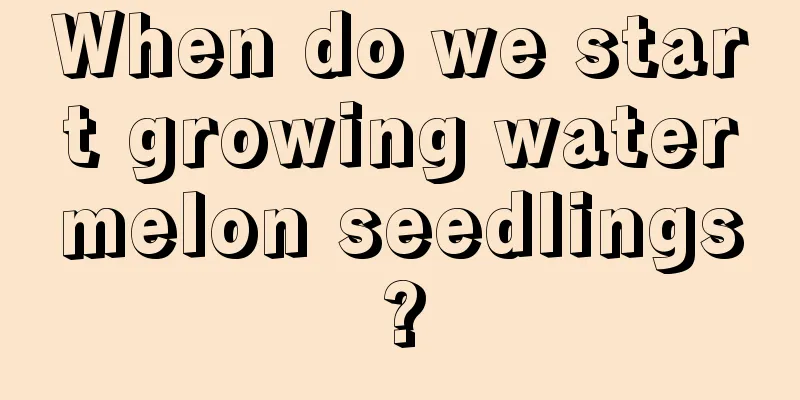 When do we start growing watermelon seedlings?