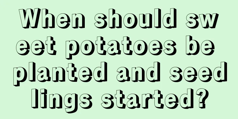 When should sweet potatoes be planted and seedlings started?