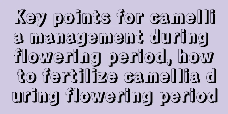 Key points for camellia management during flowering period, how to fertilize camellia during flowering period