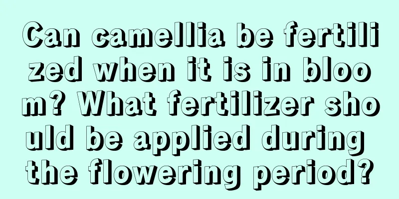 Can camellia be fertilized when it is in bloom? What fertilizer should be applied during the flowering period?