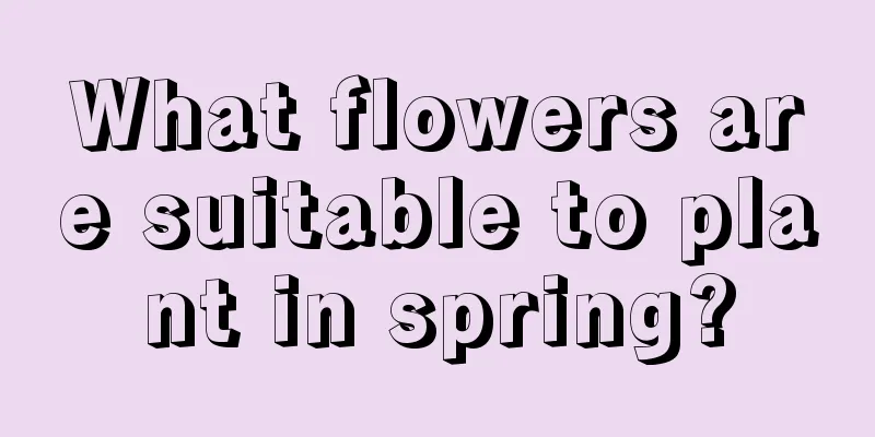 What flowers are suitable to plant in spring?