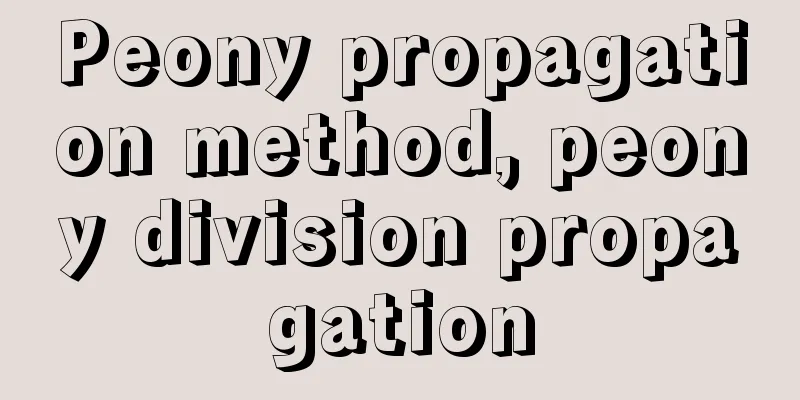 Peony propagation method, peony division propagation