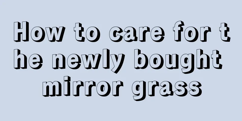 How to care for the newly bought mirror grass