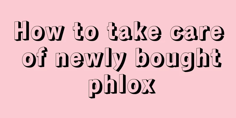 How to take care of newly bought phlox