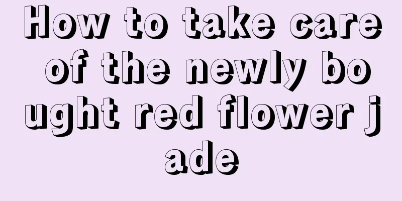 How to take care of the newly bought red flower jade