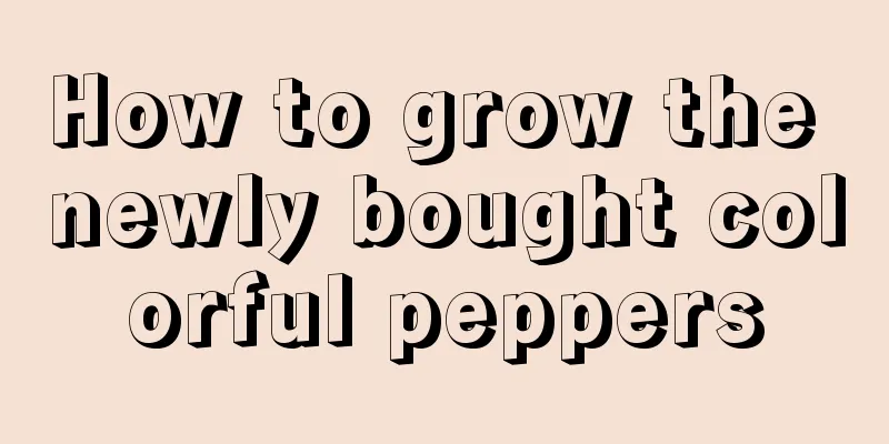 How to grow the newly bought colorful peppers