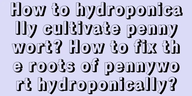 How to hydroponically cultivate pennywort? How to fix the roots of pennywort hydroponically?