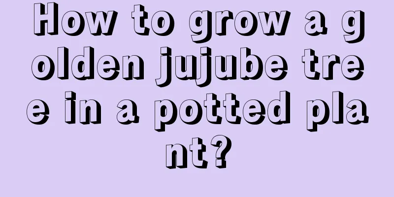 How to grow a golden jujube tree in a potted plant?