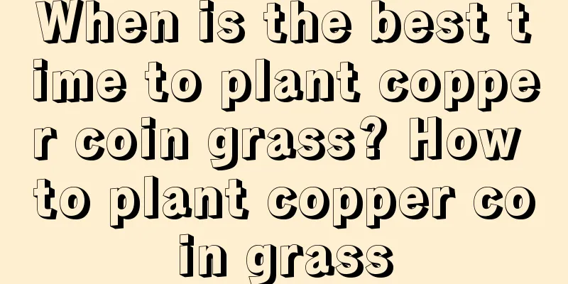 When is the best time to plant copper coin grass? How to plant copper coin grass