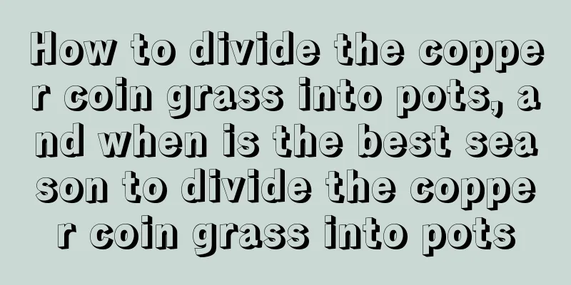 How to divide the copper coin grass into pots, and when is the best season to divide the copper coin grass into pots